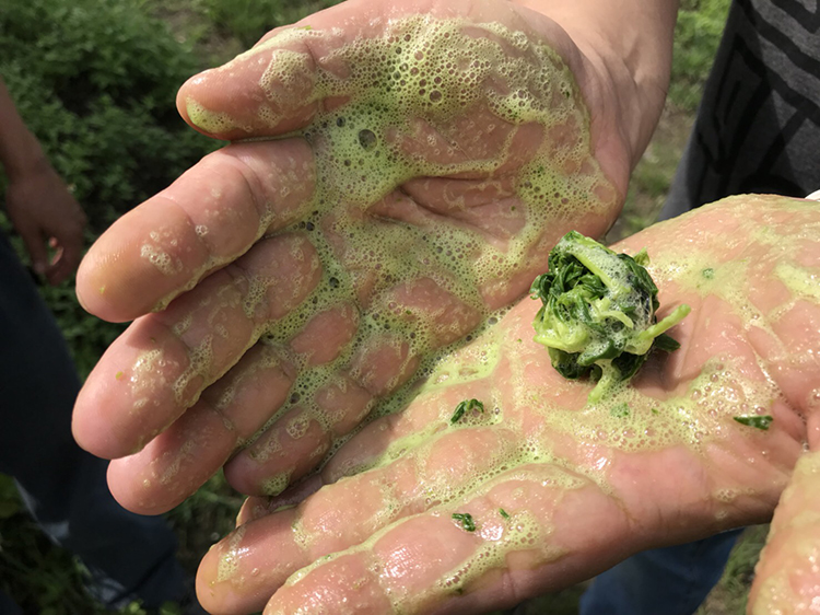 搓肥照草