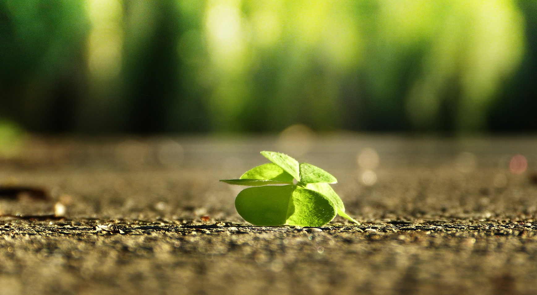 four-leaf-clover-1