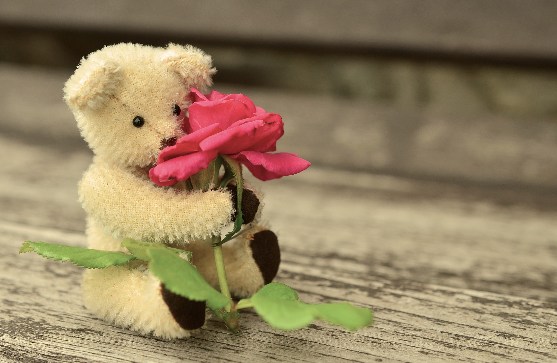 teddy-889892 1920